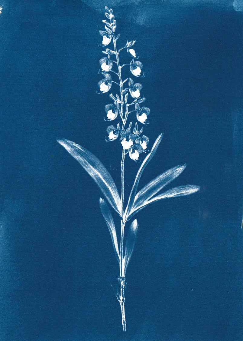 Calanthe bacchicus